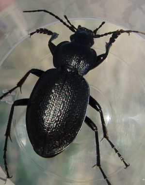 Carabus (Mesocarabus) dufouri - Andalusia